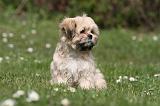 LHASSA APSO 305